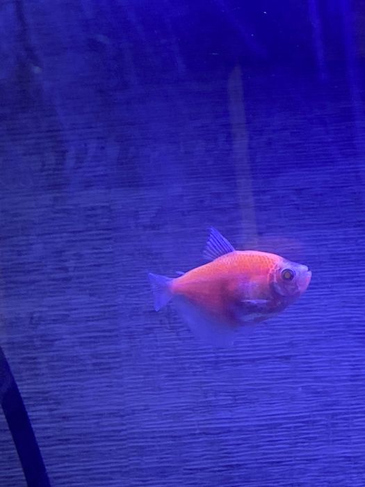 Два тернеции за 1600 тг