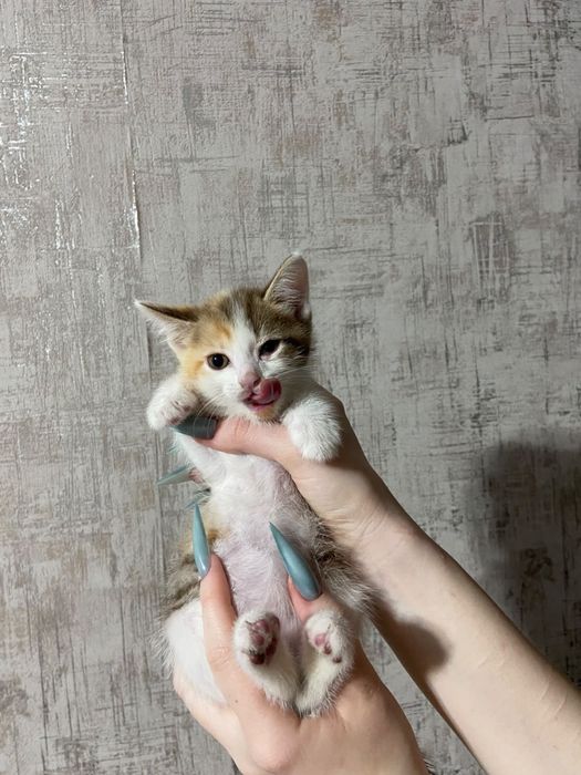 отдам котят в дрбрве руки