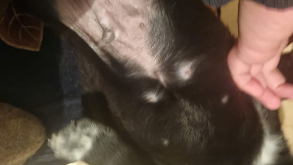 Маленькие щенки ищут дом