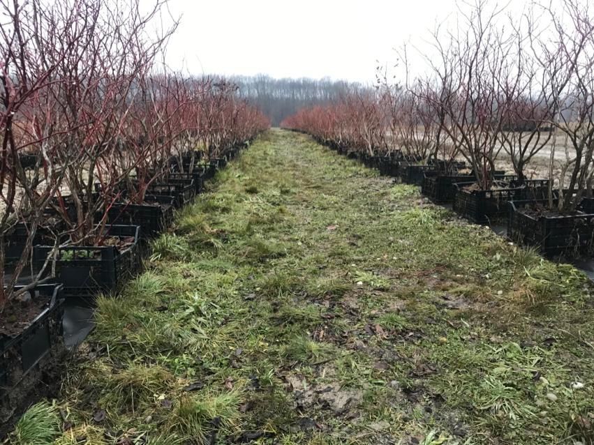 Butasi afin, aronia, coacaz