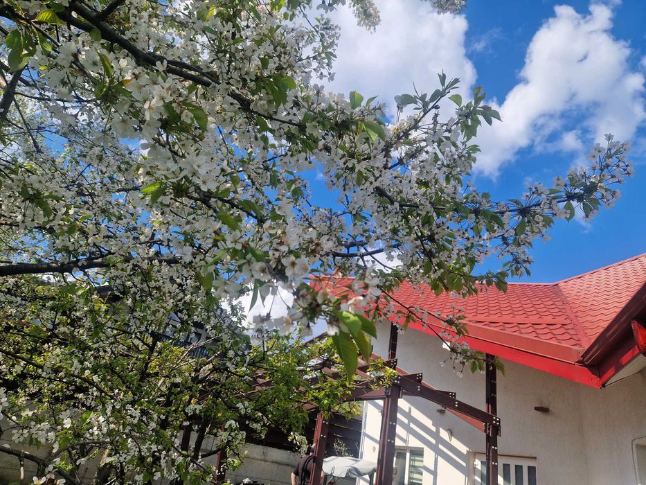 Inchiriez casa in Bucium Iasi