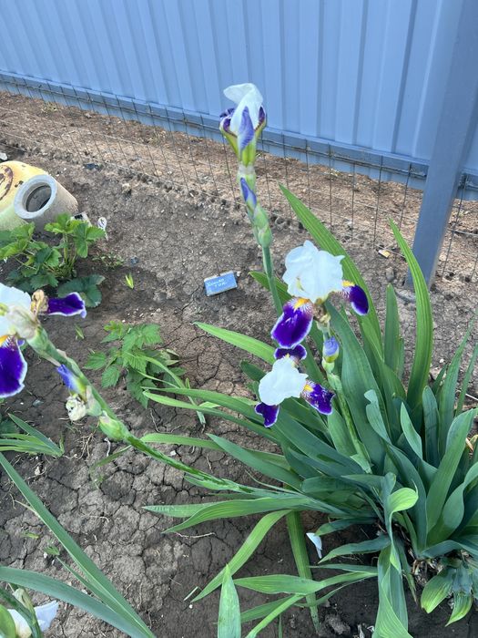 Многолетние цветы