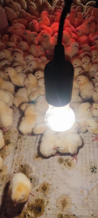 Продам цыплят бройлеров