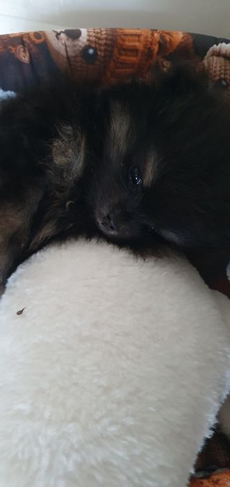 Продам  шпица полтара месяц