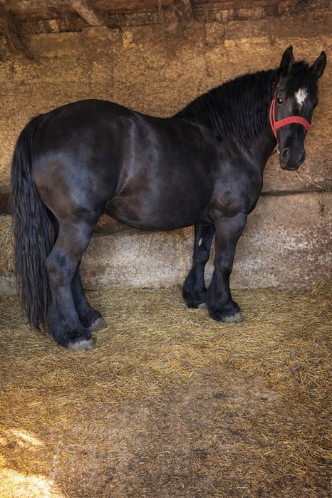 Vand doua mânze deosebite !