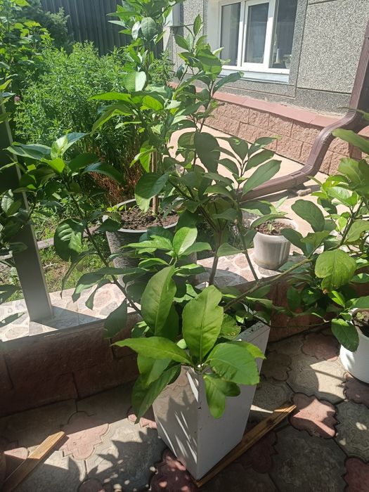 Продам лимоны в горшках