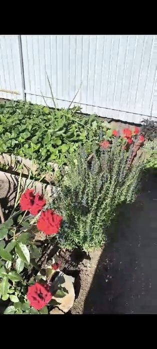 Дача в Энергетик 2