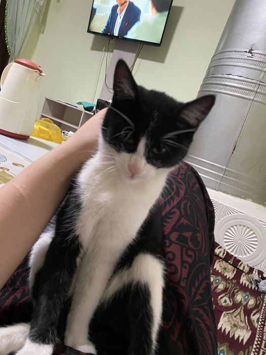 pishik bariladi xadyaga yacsh insonlara arkak pishik dmm beozor oyinch