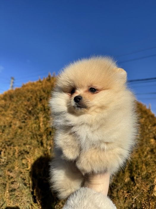 Померан померанче