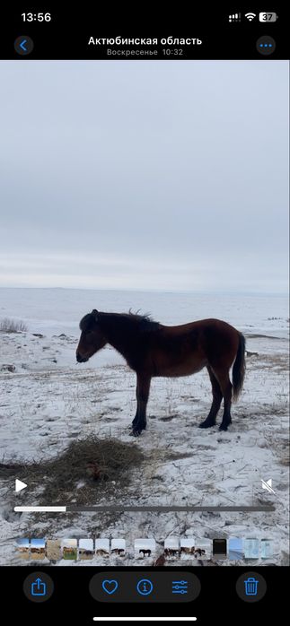 Ұрғашы Жабағылар сатылады 7 бас