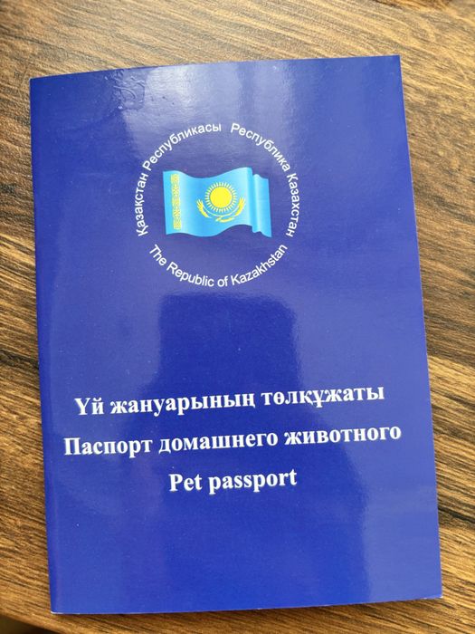 Умная собака мальтезе