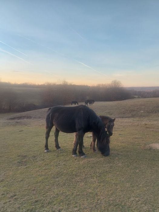 Vand sau schimb iapa gestanta, de 4 ani cu manz de 3 lui.