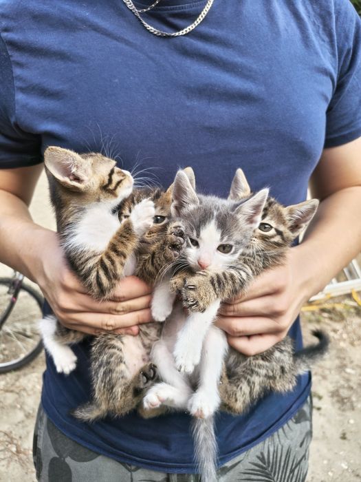 Pisicuți pentru adoptie