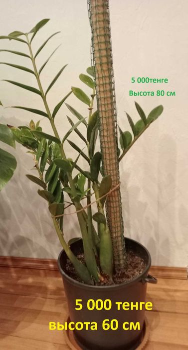 Цветы комнатные.