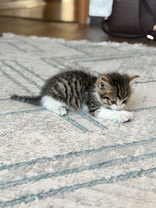 Отдам котенка в добрые руки