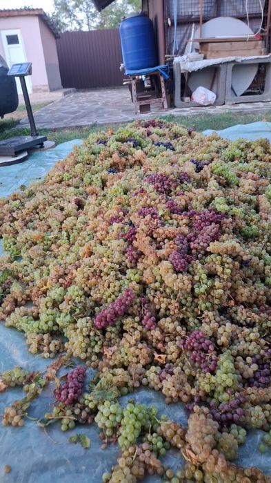 Struguri de Vin 2025