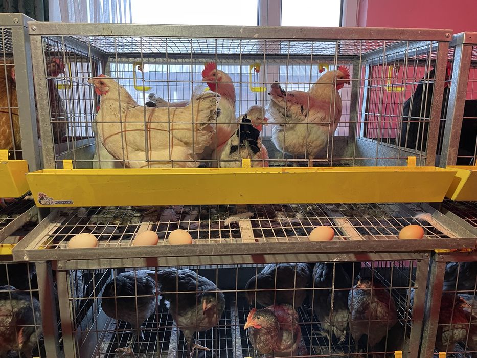 Заводские клетки для кур
