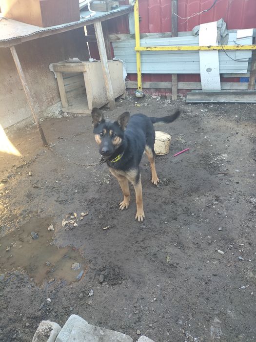 Овчарка сторожевая