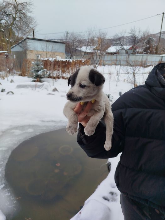 Щенки метисы бесплатно!