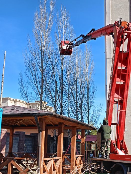 Спил дерево и клонирование санитарной обрезки.