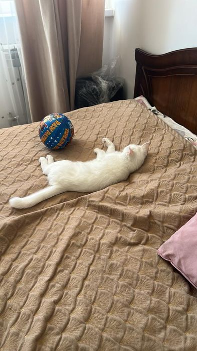 Красивая кошка, в добрые руки отдам