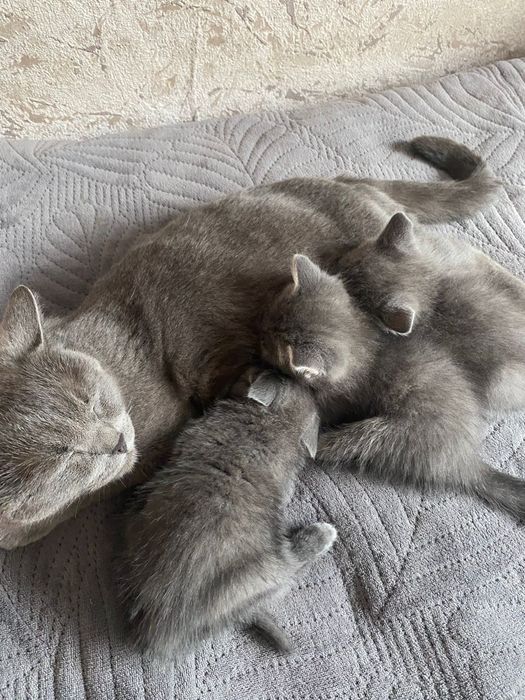 Британские котята