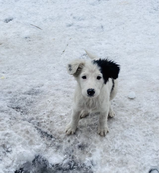 Ручные щенки для охраны