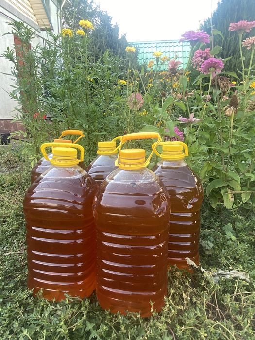 Продам мёд из ВКО. БАЛ.