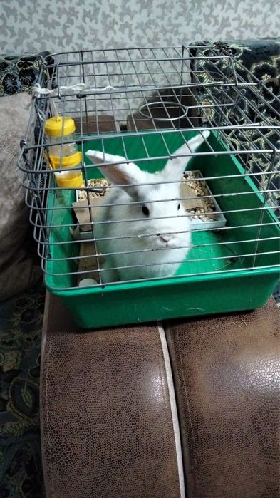 Кролик декоративный