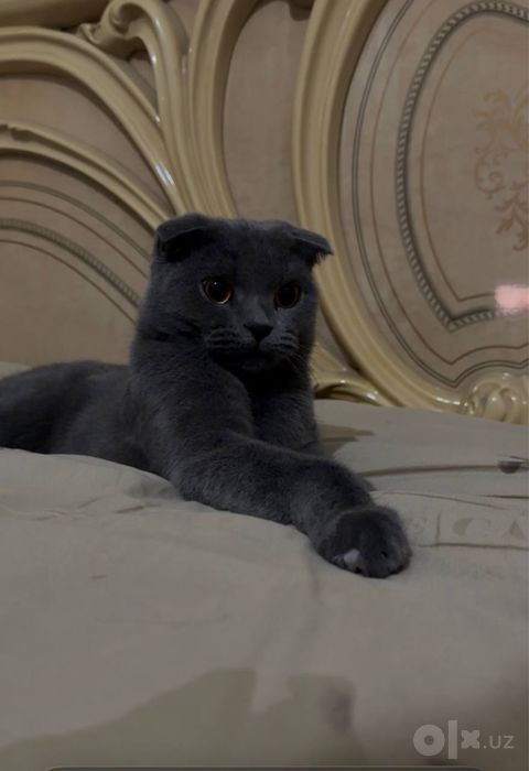 Scottish Fold zotli chiroyli erkak mushuk sotiladi
