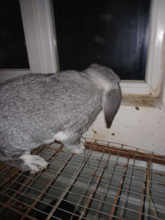 Vând mascul berbec german