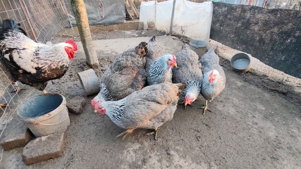 Ouă pt incubat Plymouth silver