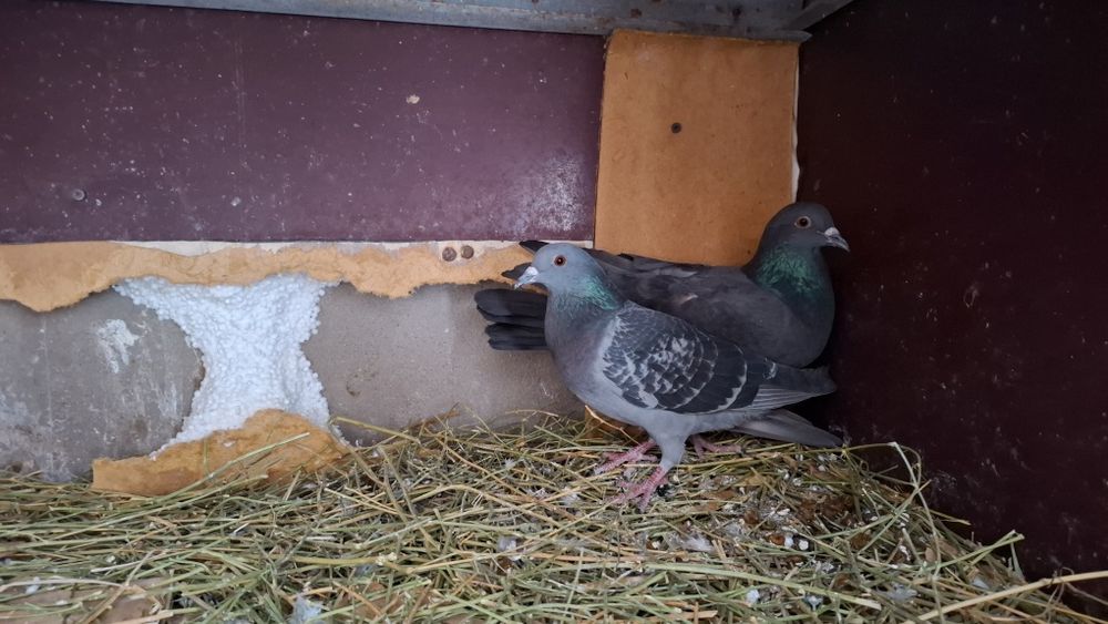 Дикие голуби  777