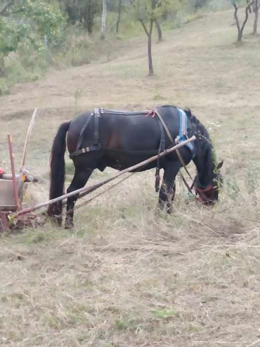 Se vinde harmăsar de 4 ani