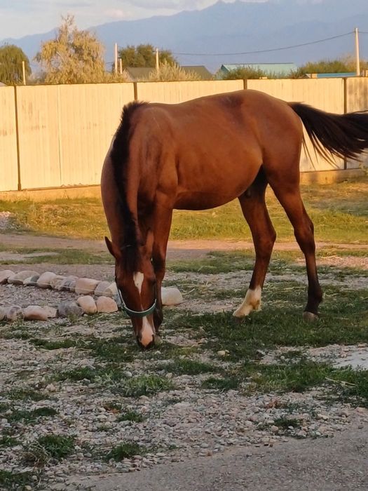 Донен шыгар жылкы