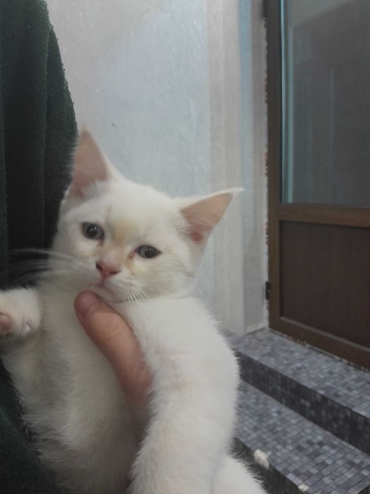 Mushuklar otasi skotish