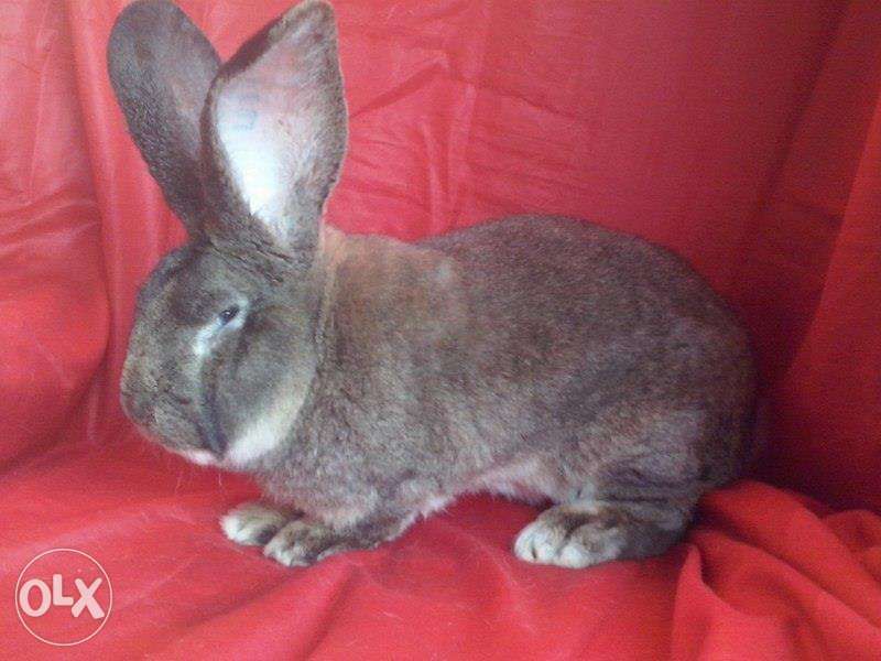 Iepuri Urias German Gri