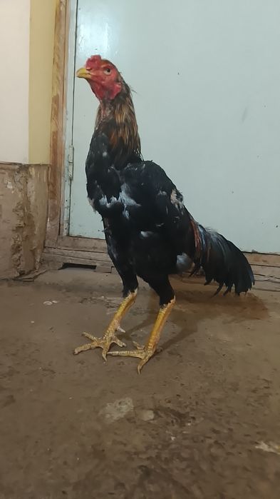 Xorzlar sotiladi