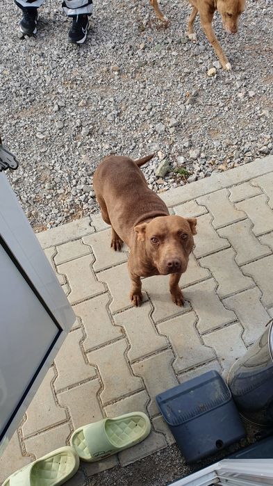 Подарявам питбул
