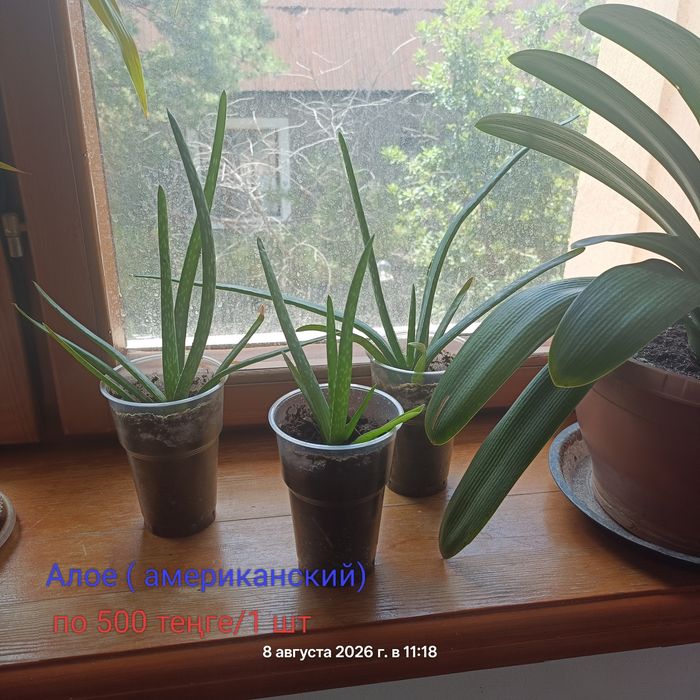 Продам комнатные цветы .