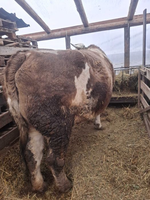Vand tauri de rasa Galati • OLX.ro