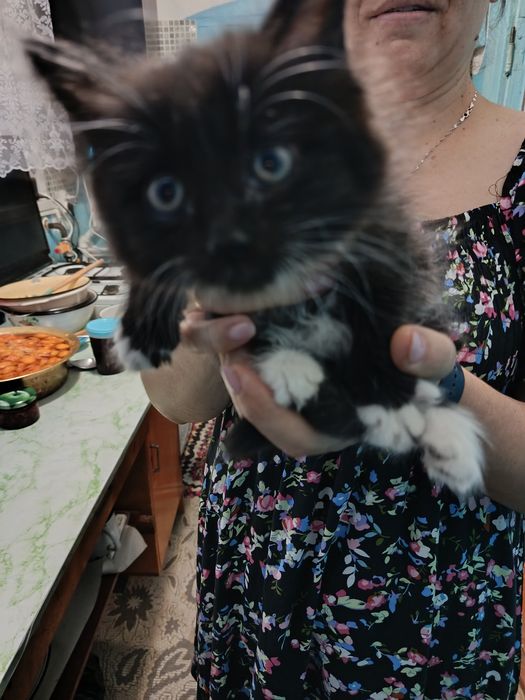 Отдам красивого котенка в добрые руки