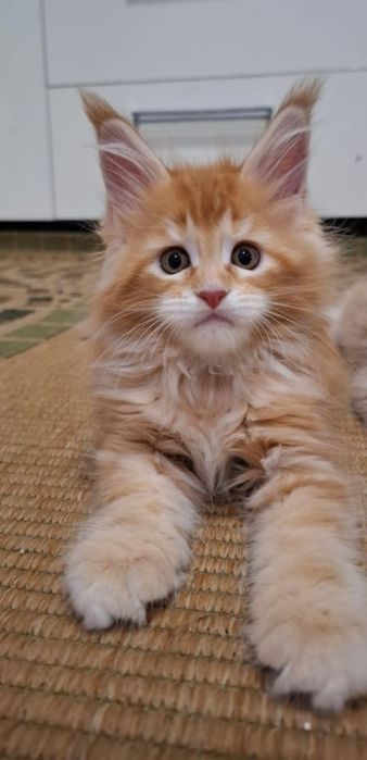 Котята срочно продам