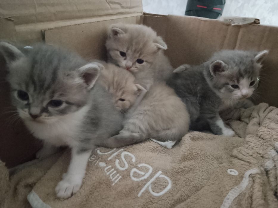 Продаются очаровательные котята.