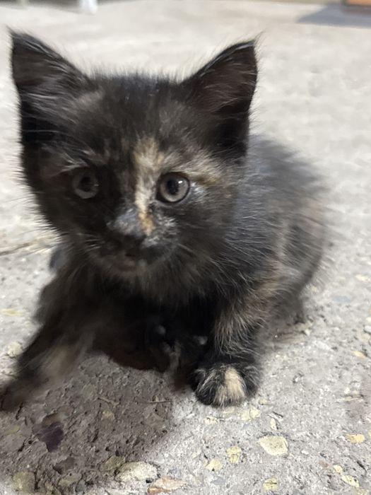 Отдам котика в хорошие руки