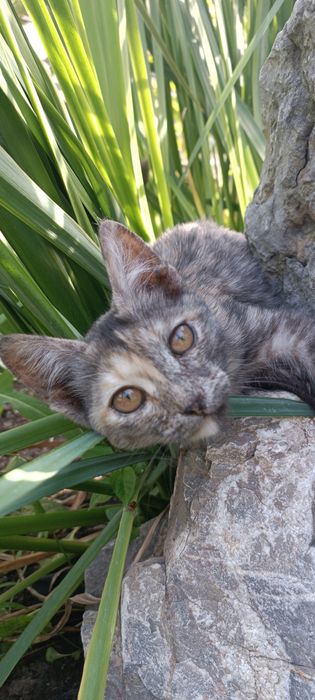 Котёнок девочка.