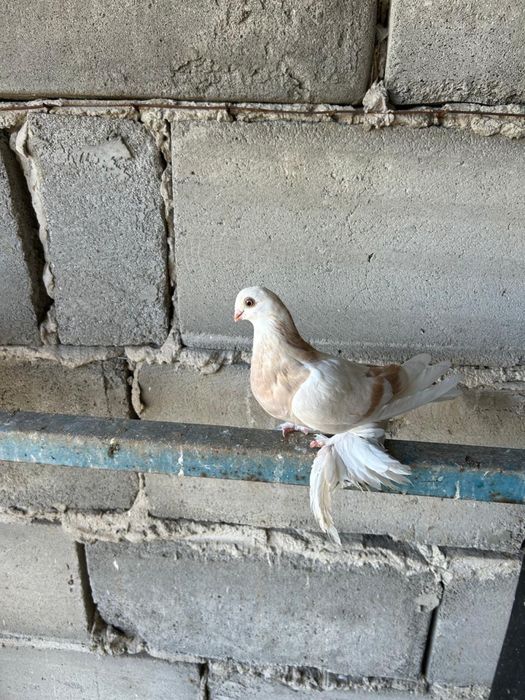 Продам голубей разных мастей