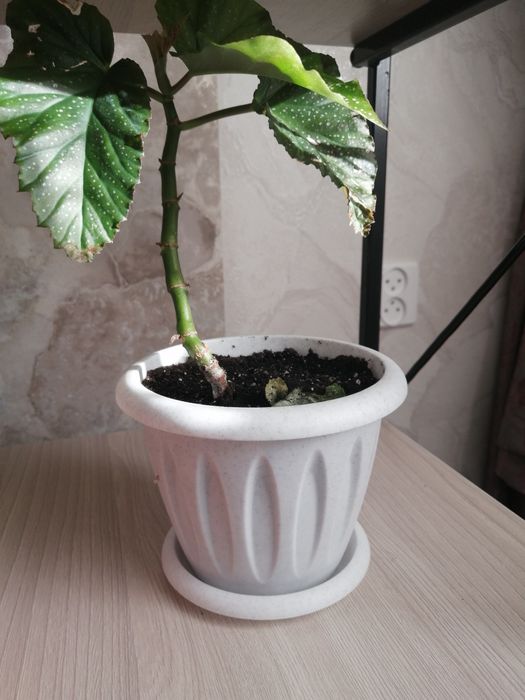 Комнатные   цветы