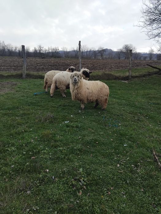 De vanzare oi si berbec