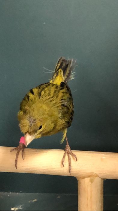 Канарейка (кенор) самец